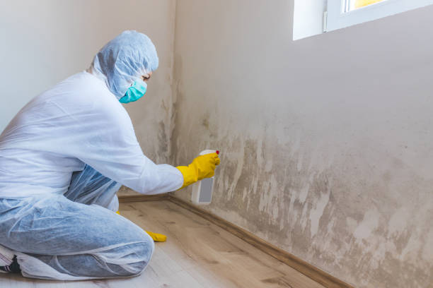 Licensed Commercial Mold Remediation service in Williamsburg, VA - WQB Mold Removal